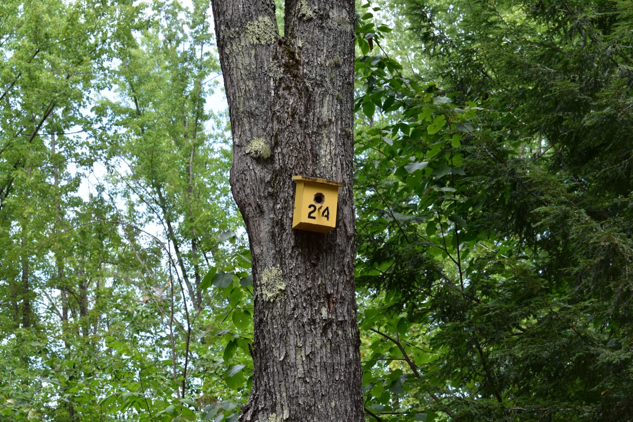 Campsite 24 at Canal Bridge