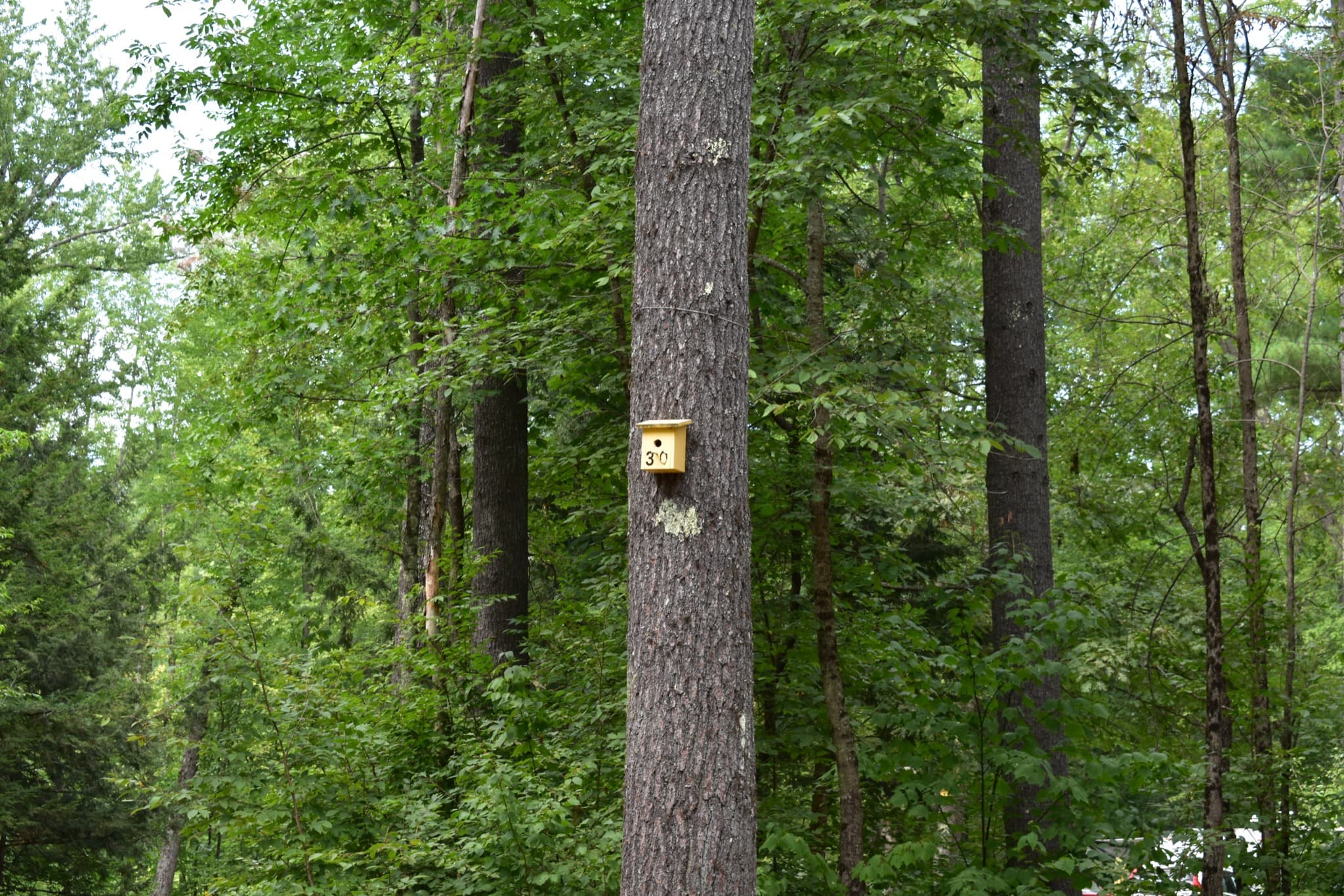 Campsite 30 at Canal Bridge