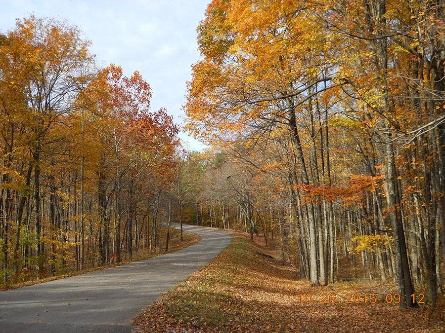 Fall foliage along the campground road